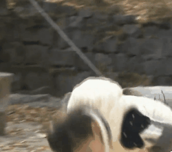 鞠躬